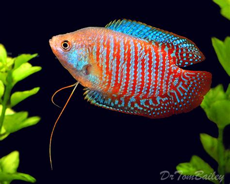 The opaline gourami is, in fact, one of the larger and more aggressive gouramis commonly available in the aquarium trade. Dwarf Gourami for Sale
