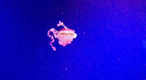 Beautiful Jellyfish Moving Through The Water Neon Lightsbackground With