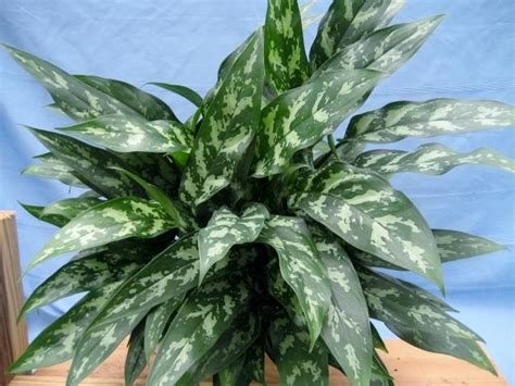 See 16 unbiased reviews of evergreen, rated 3.5 of 5 on tripadvisor and ranked #113 of 197 restaurants in winter haven. Chinese Evergreen Maria (Aglaonema 'Maria') - Buy it Now!