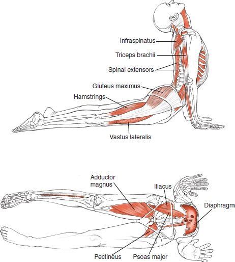 However, in this article i am going to focus upon what. Cobra Pose | Anatomie yoga, Yoga ashtanga, Chien tête en bas