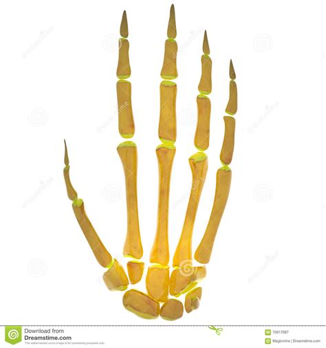 Human Skeleton Finger Joints Stock Illustration Image 70617687