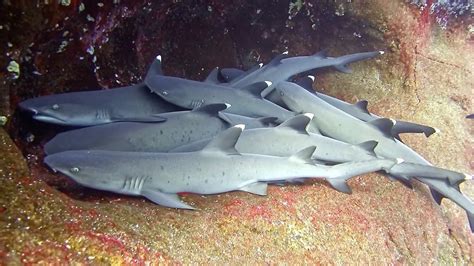 Group Of Whitetip Reef Sharks Spotted Cuddling Adorable Underwater