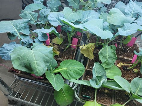 The last frost date can't come soon enough. my tomatoes and peppers are