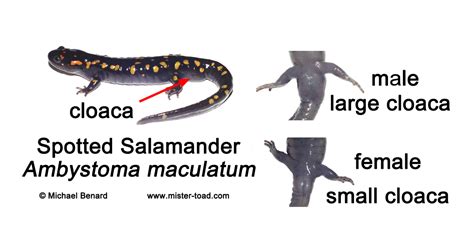 How To Tell Apart Male And Female Spotted Salamanders And Other Ambystoma Mister Toad