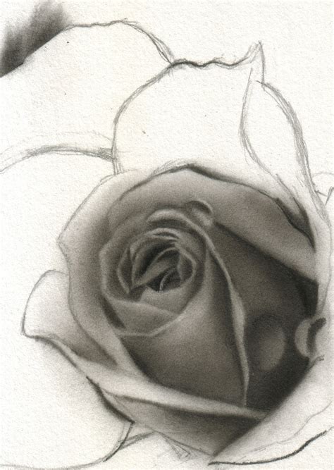 Pencil Drawings By David Te Aceo Flower No 18 Stage 4