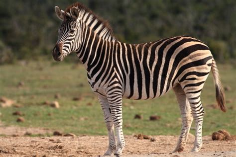 Zebra The Biggest Animals Kingdom