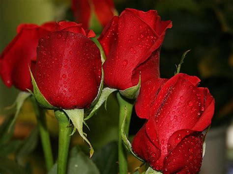 Amazing Red Roses Love Wallpapers And Backgrounds Amazing Information