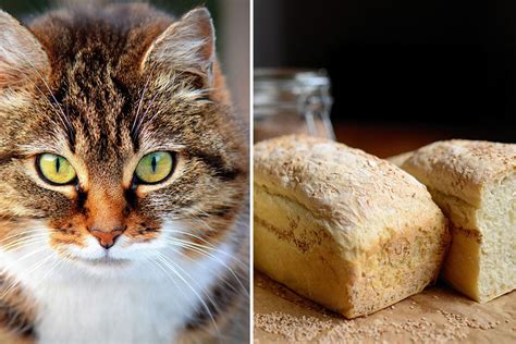 Can Cats Eat Bread Catastic