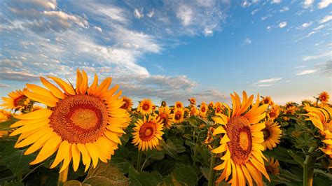 Field Of Yellow Wide Sunflowers Under Blue Sky Hd Flowers Wallpapers