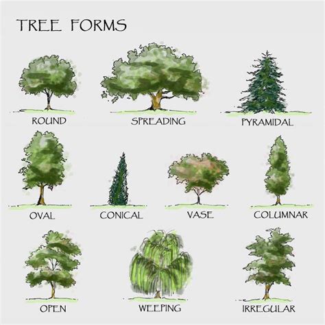 Gallery For Different Types Of Trees And Their Names