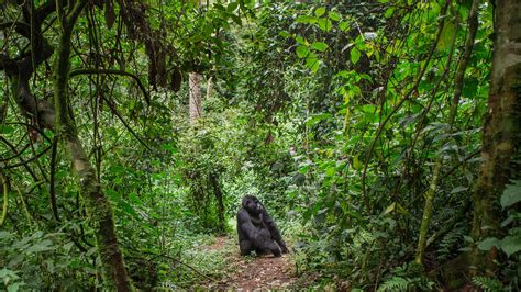 The Struggle To Protect The Congo Basin Rainforest Britannica