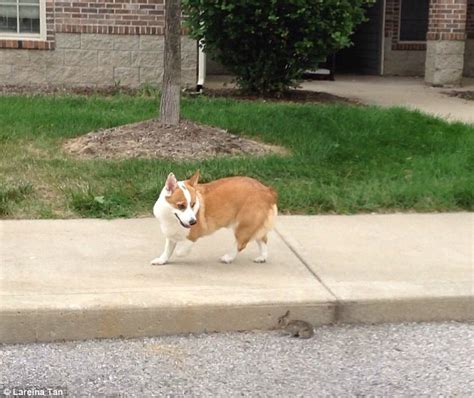Adorable Moment Corgi And A Tiny Wild Bunny Become Fast Friends Daily