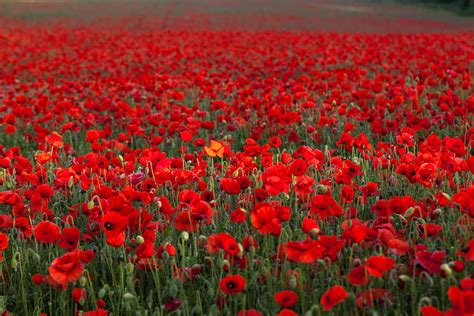 Field Of Poppies Photograph By Stuart Gennery Fine Art America