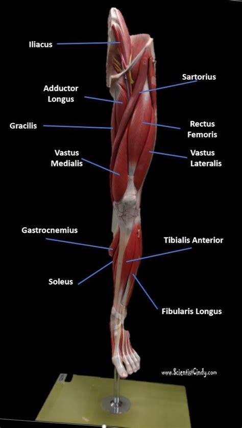 Left Foot Muscle Anatomy