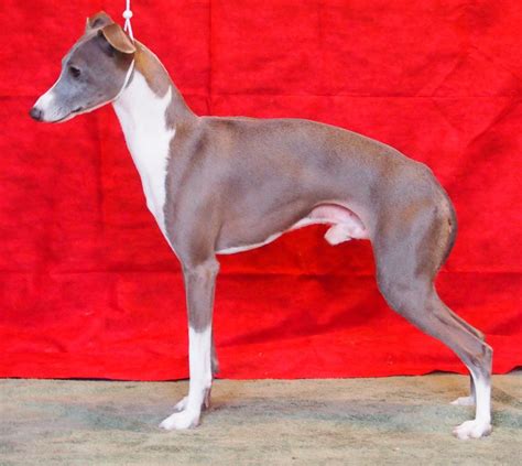 Italian Greyhound The Breed Archive