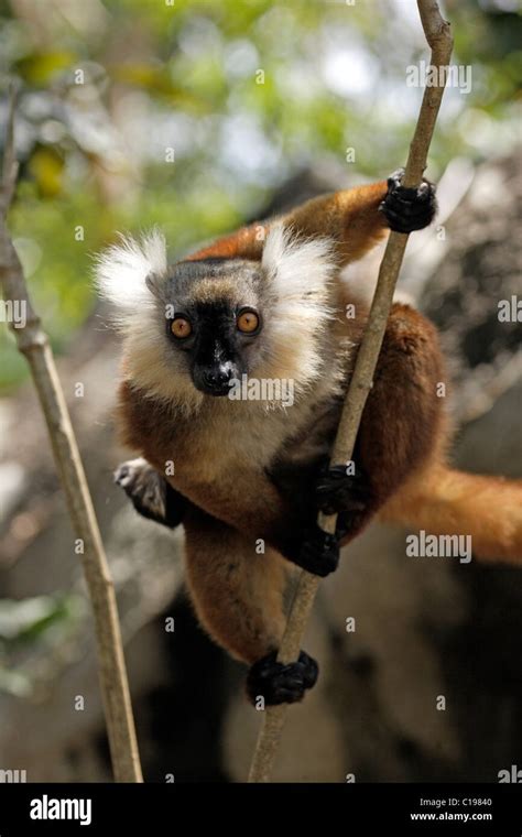 Black Lemur Eulemur Macaco Adult Female In A Tree Nosy Komba