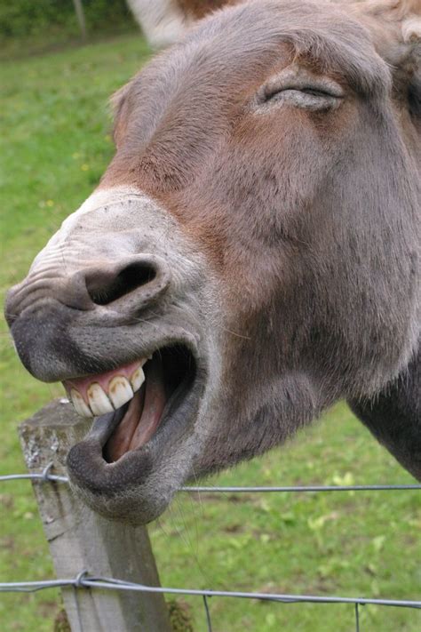 Laughing Donkey Laugh Animals Gallery