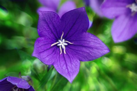 Free Images Nature Blossom Flower Purple Petal Bloom Photo