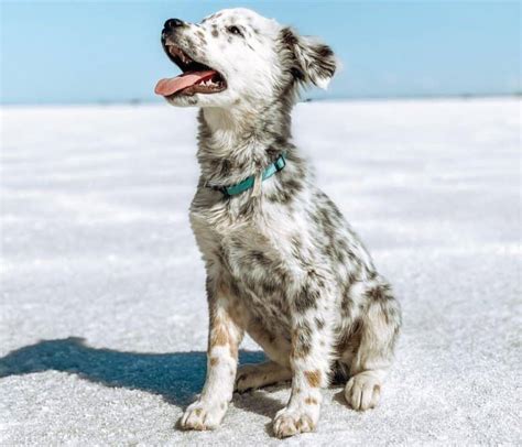 Meet Some Of The Best Dalmatian Mixes Around K9 Web