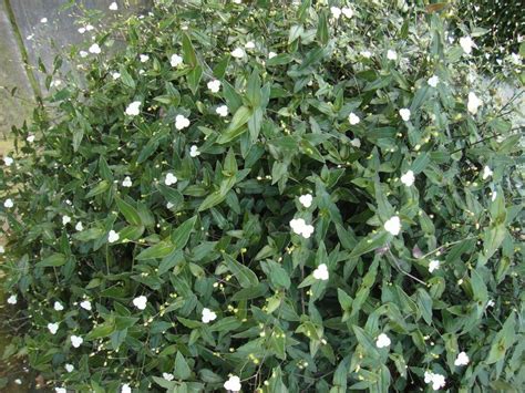 Bridal veil falls, leura, in the blue mountains national park, new south wales. Photo of the entire plant of Tahitian Bridal Veil (Gibasis ...