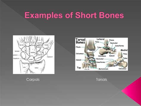 Ppt Anatomy And Physiology Of The Skeletal System