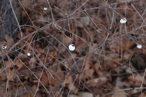 Snowberry In Winter Stock Photo Image Of Albus Symphoricarpos 86152186
