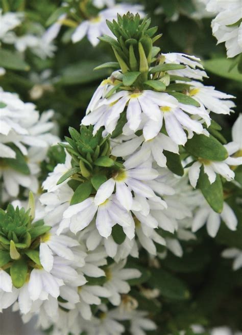 Scaevola Aemula Fairy White Fan Flower Eberts Greenhouse