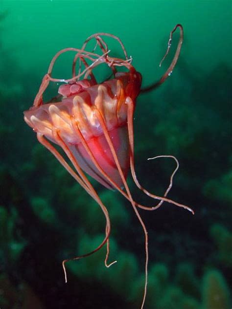 Helmet Jellyfish Lurefjorden Hordaland Beautiful Sea Creatures
