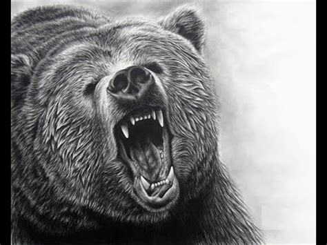 Getting started wizard how to draw: How to draw Grizzly bear face drawing step by step - YouTube