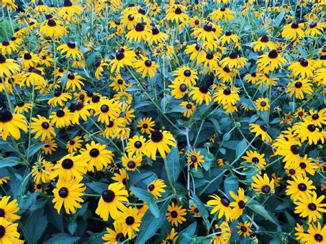 These Bwitoful Yellow Wild Flowers Look A Lot Like Sunflowers🌻 They