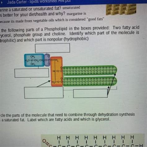 10 Label The Following Parts Of A Phospholipid In The Boxes Provided