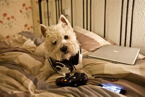 Xbox Dog Feirny Flickr