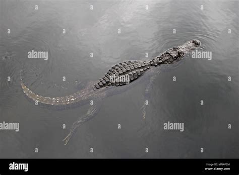 American Alligator Swimming In A Lake Top View Everglades National