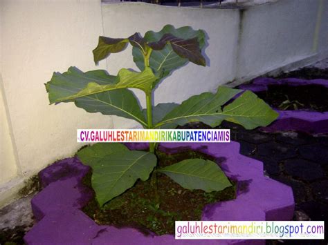 Search the world's information, including webpages, images, videos and more. GAMBAR DAUN JATISOLOMON | JATI SOLOMON KULTUR JARINGAN