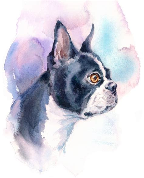 Boston Terrier Watercolor Dog Breed Animal Illustration Hand Painted