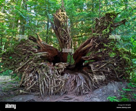Giant Tree Lying In Ancient Forest Of Cathedral Grove National Park On
