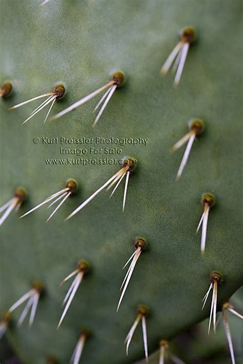 It is a really cool way to enjoy a. Prickly Pear Cactus Needles 2923.5.j | Do not use this ...