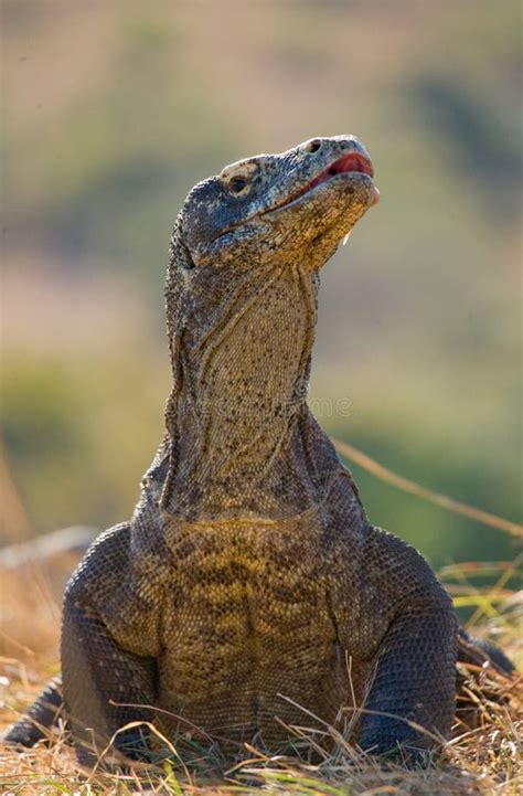 Portrait Of A Komodo Dragon Close Up Indonesia Komodo National Park