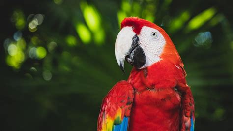 122195 Colorful Birds Macaws Parrot Beak Android Iphone Hd