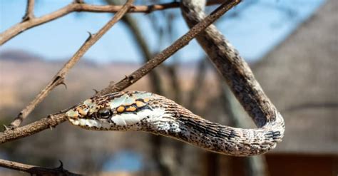 6 Snakes That Can Climb Trees And Enjoy It A Z Animals