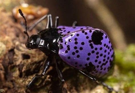 Top 10 Amazing And Unusual Beetles Purple Animals Insects Beautiful