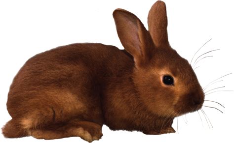 Free PNG Rabbits Bunnies Transparent Rabbits Bunnies PNG Images PlusPNG