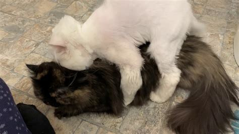 Add your pet for mating. Persian Cats Mating (loud female) - YouTube