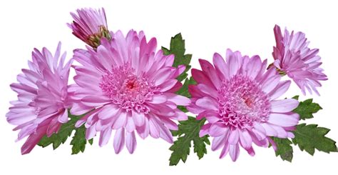 Free Photo Garden Plant Chrysanthemum Pink Nature Flowers Max Pixel