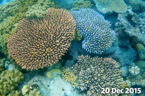 Great Barrier Reef Devastating Images Tell Story Of Coral Colonies