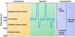 Lung Volumes And Capacities Owlcation