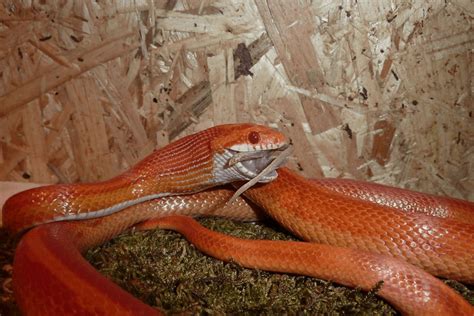 Treasure of the snake thriller game! How Often To Feed Corn Snakes Diet Details