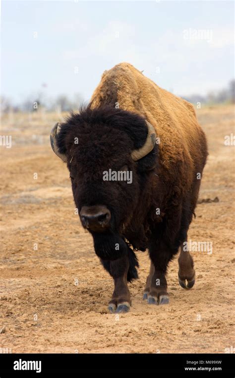 Bison Rocky Mountain Arsenal National Wildlife Refuge Colorado Stock