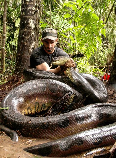 The Size Of Green Anaconda The Heaviest Extant Snake On Earth R