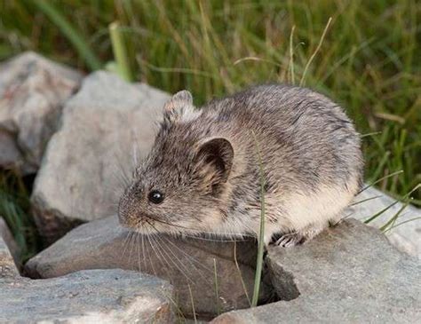 Mongolian Silver Vole Life Expectancy